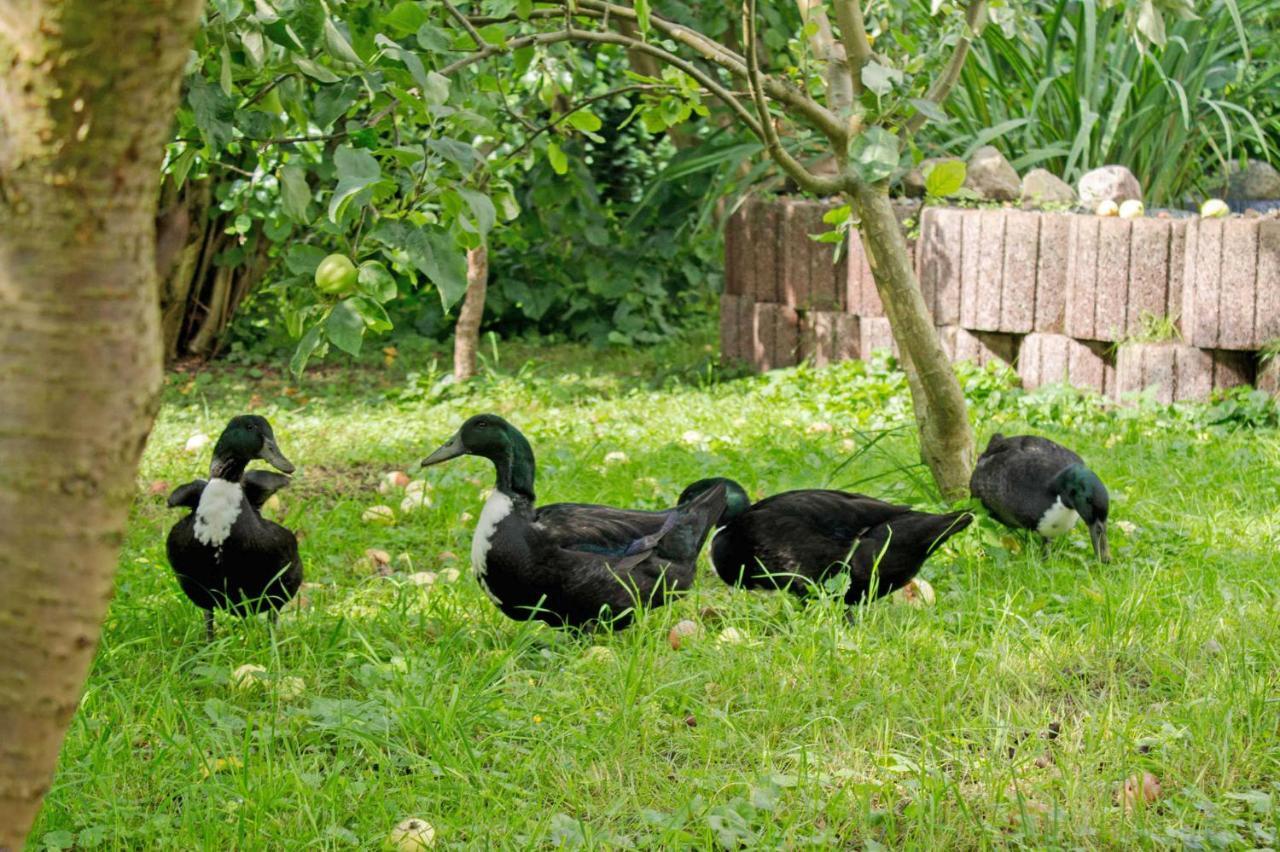 Ferienwohnungen Auf Dem Pommernhof 萨姆滕斯 外观 照片