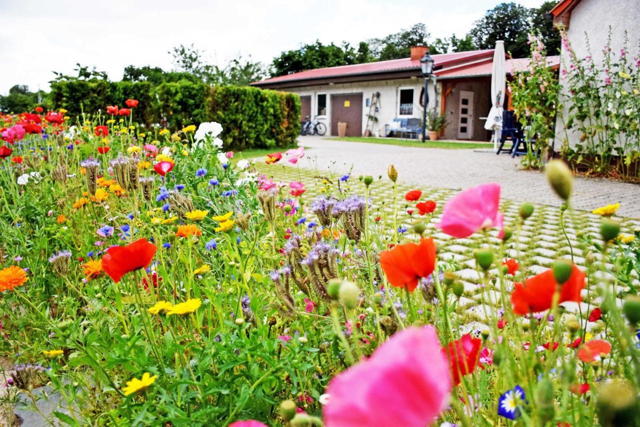 Ferienwohnungen Auf Dem Pommernhof 萨姆滕斯 外观 照片