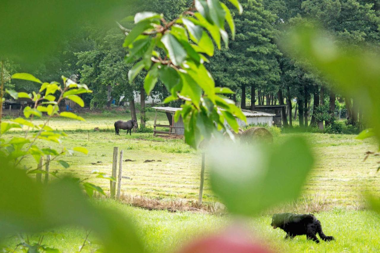 Ferienwohnungen Auf Dem Pommernhof 萨姆滕斯 外观 照片
