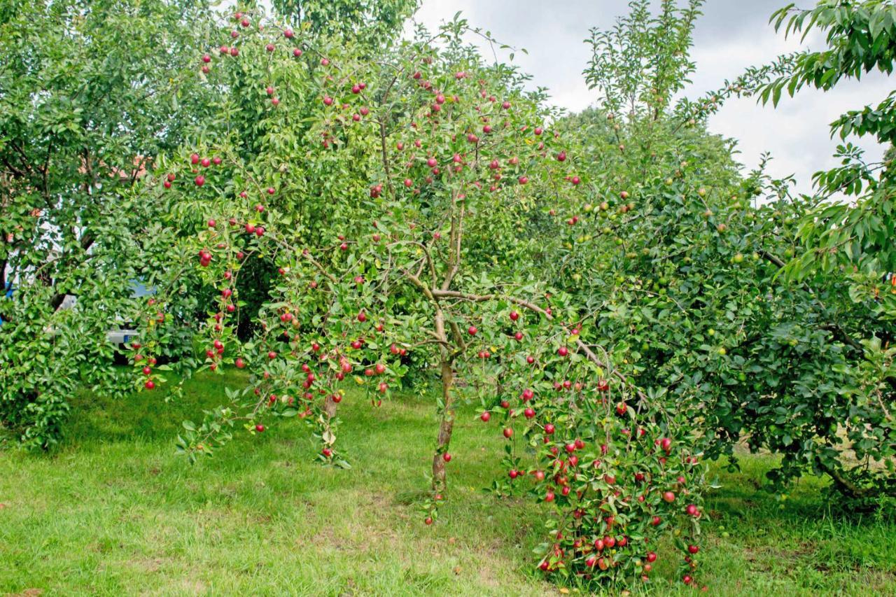 Ferienwohnungen Auf Dem Pommernhof 萨姆滕斯 外观 照片